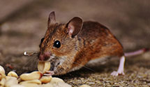 24 Hour & Emergency Exterminators in Squaw Point, CO